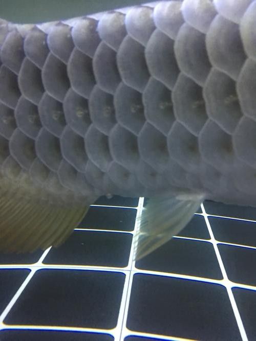 龍魚脫肛圖片高清