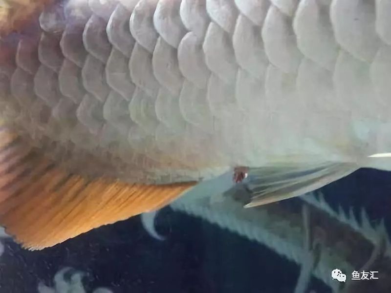 龍魚脫肛圖片高清