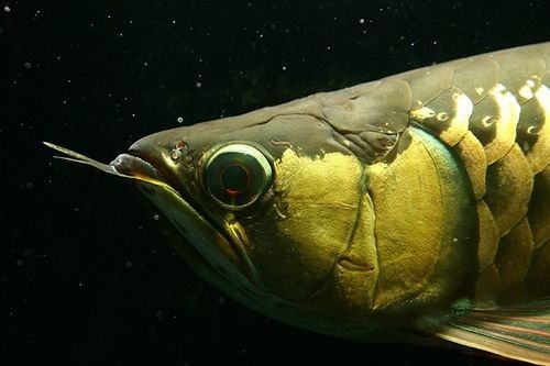 龍魚脫肛圖片高清