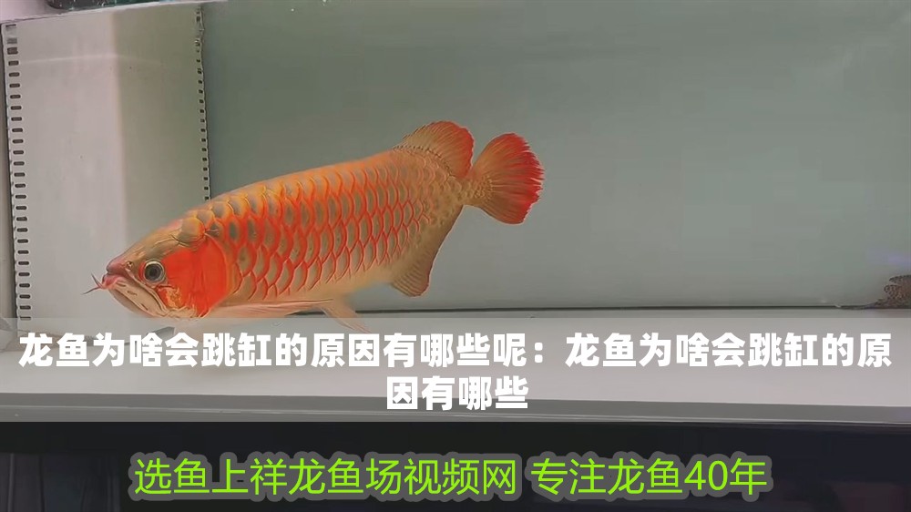 龍魚為啥會跳缸的原因有哪些呢：龍魚為啥會跳缸的原因有哪些