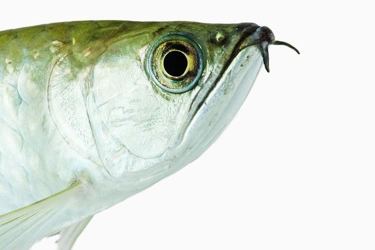 龍魚最貴多少錢:目前最貴的龍魚品種價格詳情白金龍魚價格詳情 龍魚百科 第2張 龍魚最貴多少錢:目前最貴的龍魚品種價格詳情白金龍魚價格詳情 龍魚最貴多少錢:目前最貴的龍魚品種價格詳情白金龍魚價格詳情 龍魚百科 第2張