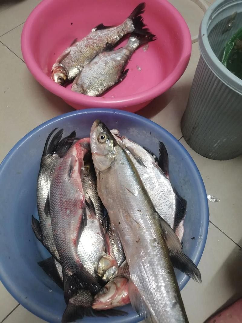 龍魚最貴多少錢:目前最貴的龍魚品種價格詳情白金龍魚價格詳情 龍魚百科 第12張 龍魚最貴多少錢:目前最貴的龍魚品種價格詳情白金龍魚價格詳情 龍魚最貴多少錢:目前最貴的龍魚品種價格詳情白金龍魚價格詳情 龍魚百科 第12張