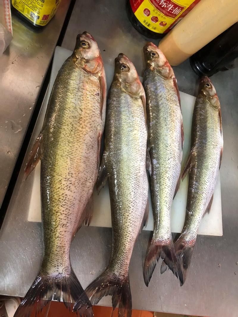 龍魚最貴多少錢:目前最貴的龍魚品種價格詳情白金龍魚價格詳情 龍魚百科 第16張 龍魚最貴多少錢:目前最貴的龍魚品種價格詳情白金龍魚價格詳情 龍魚最貴多少錢:目前最貴的龍魚品種價格詳情白金龍魚價格詳情 龍魚百科 第16張