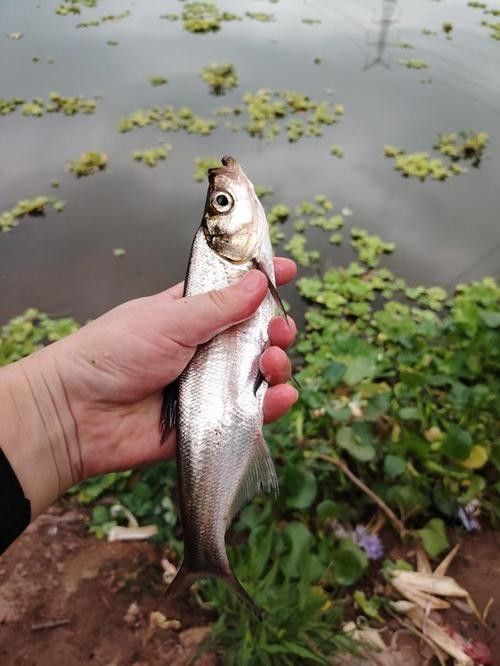 龍魚最貴多少錢:目前最貴的龍魚品種價格詳情白金龍魚價格詳情 龍魚百科 第8張 龍魚最貴多少錢:目前最貴的龍魚品種價格詳情白金龍魚價格詳情 龍魚最貴多少錢:目前最貴的龍魚品種價格詳情白金龍魚價格詳情 龍魚百科 第8張