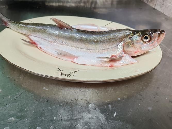 龍魚最貴多少錢:目前最貴的龍魚品種價格詳情白金龍魚價格詳情 龍魚百科 第21張 龍魚最貴多少錢:目前最貴的龍魚品種價格詳情白金龍魚價格詳情 龍魚最貴多少錢:目前最貴的龍魚品種價格詳情白金龍魚價格詳情 龍魚百科 第21張