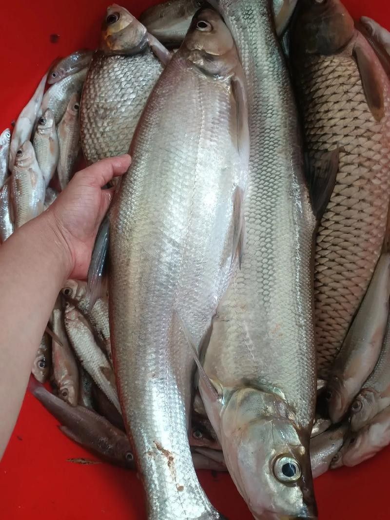 龍魚最貴多少錢:目前最貴的龍魚品種價格詳情白金龍魚價格詳情 龍魚百科 第17張 龍魚最貴多少錢:目前最貴的龍魚品種價格詳情白金龍魚價格詳情 龍魚最貴多少錢:目前最貴的龍魚品種價格詳情白金龍魚價格詳情 龍魚百科 第17張