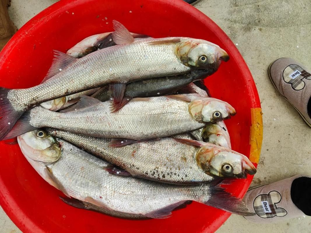 龍魚最貴多少錢:目前最貴的龍魚品種價格詳情白金龍魚價格詳情 龍魚百科 第18張 龍魚最貴多少錢:目前最貴的龍魚品種價格詳情白金龍魚價格詳情 龍魚最貴多少錢:目前最貴的龍魚品種價格詳情白金龍魚價格詳情 龍魚百科 第18張