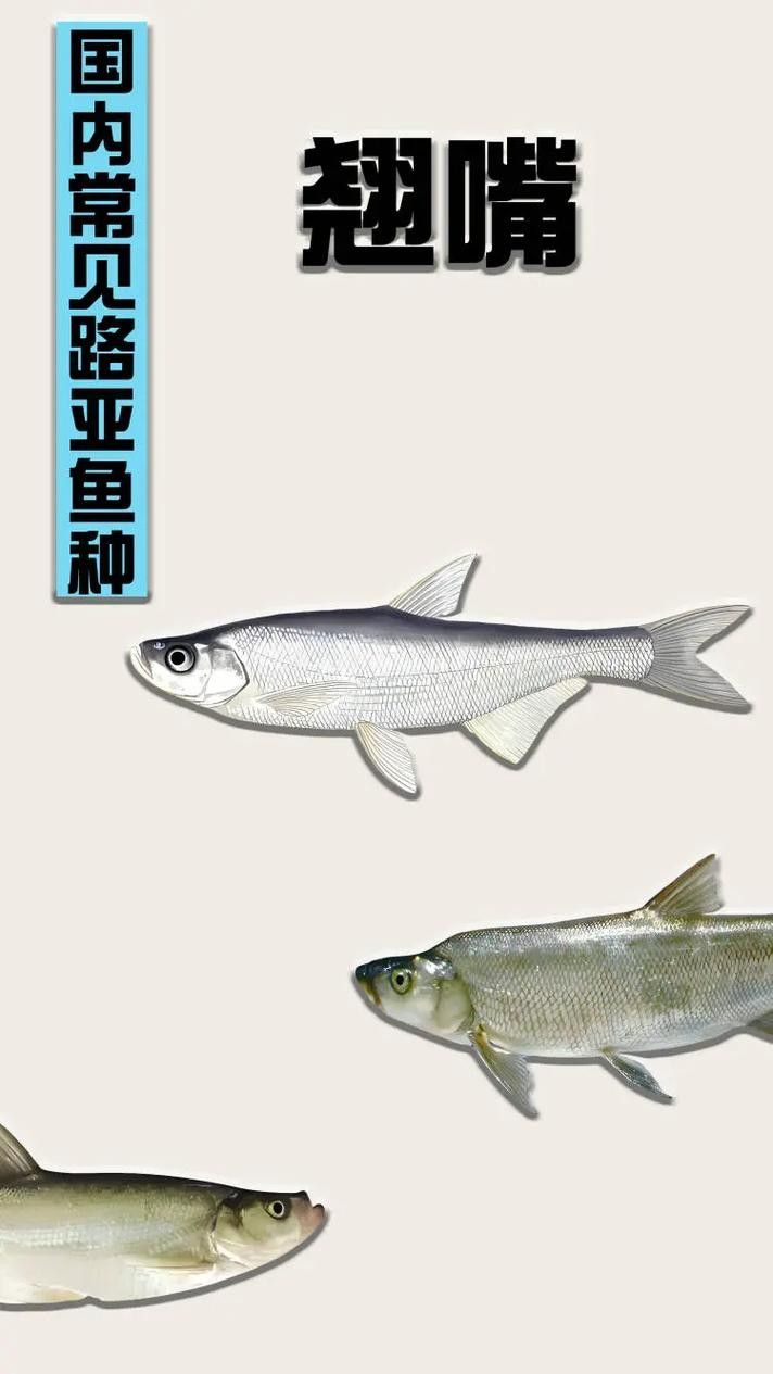 龍魚最貴多少錢:目前最貴的龍魚品種價格詳情白金龍魚價格詳情 龍魚百科 第20張 龍魚最貴多少錢:目前最貴的龍魚品種價格詳情白金龍魚價格詳情 龍魚最貴多少錢:目前最貴的龍魚品種價格詳情白金龍魚價格詳情 龍魚百科 第20張