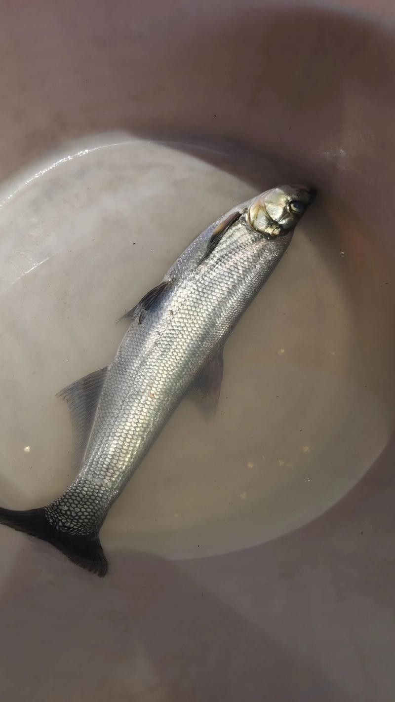 龍魚最貴多少錢:目前最貴的龍魚品種價格詳情白金龍魚價格詳情 龍魚百科 第23張 龍魚最貴多少錢:目前最貴的龍魚品種價格詳情白金龍魚價格詳情 龍魚最貴多少錢:目前最貴的龍魚品種價格詳情白金龍魚價格詳情 龍魚百科 第23張