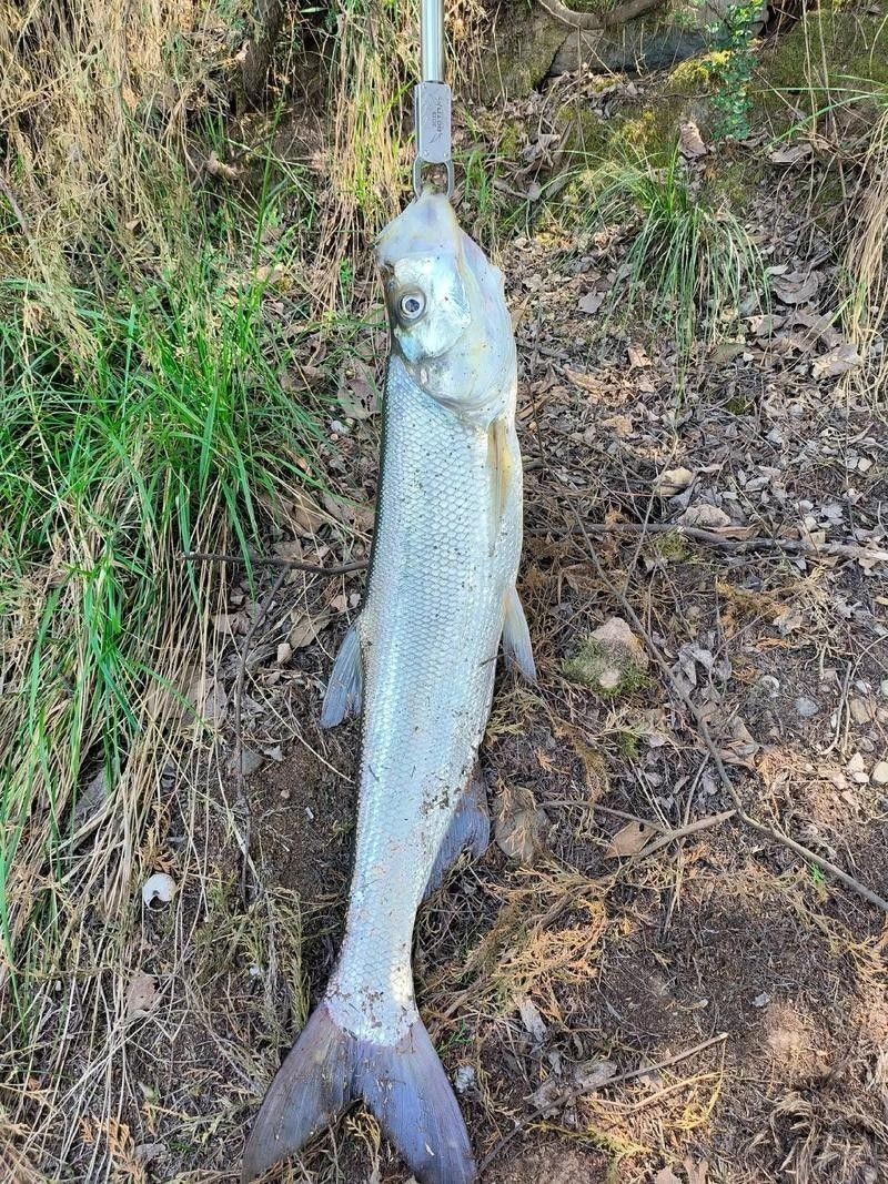 龍魚最貴多少錢：目前最貴的龍魚品種價格詳情白金龍魚價格詳情 龍魚最貴多少錢：目前最貴的龍魚品種價格詳情白金龍魚價格詳情 龍魚百科 第25張