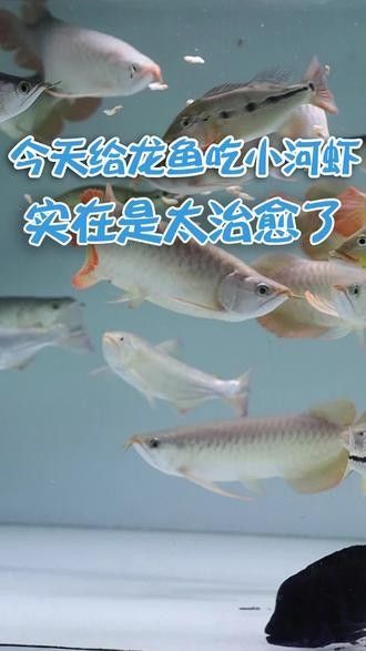 龍魚最貴多少錢：目前最貴的龍魚品種價格詳情白金龍魚價格詳情 龍魚最貴多少錢：目前最貴的龍魚品種價格詳情白金龍魚價格詳情 龍魚百科 第32張