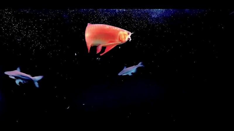 龍魚最貴多少錢：目前最貴的龍魚品種價格詳情白金龍魚價格詳情 龍魚最貴多少錢：目前最貴的龍魚品種價格詳情白金龍魚價格詳情 龍魚百科 第33張