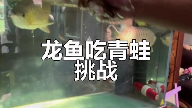 龍魚最貴多少錢：目前最貴的龍魚品種價格詳情白金龍魚價格詳情 龍魚最貴多少錢：目前最貴的龍魚品種價格詳情白金龍魚價格詳情 龍魚百科 第31張