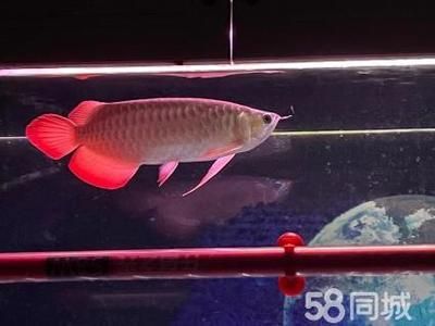 給金龍魚做手術要多少錢呀：給金龍魚做手術的費用可以從幾百元到上萬元到上萬元