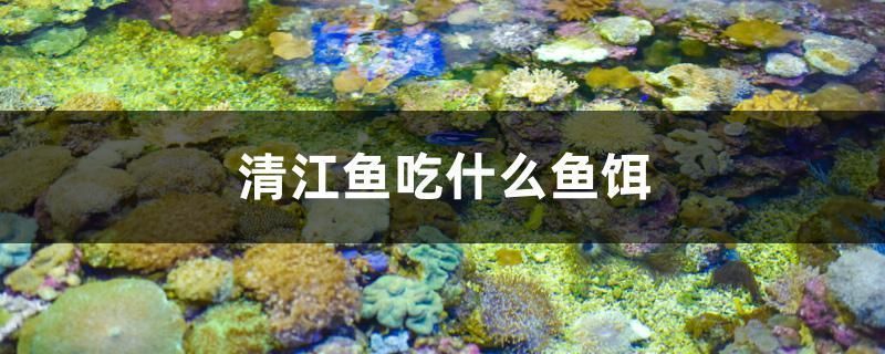 龍魚發色燈要什么放置才能用呢視頻:龍魚發色燈的使用 龍魚百科 第1張 龍魚發色燈要什么放置才能用呢視頻:龍魚發色燈的使用 龍魚發色燈要什么放置才能用呢視頻:龍魚發色燈的使用 龍魚百科 第1張