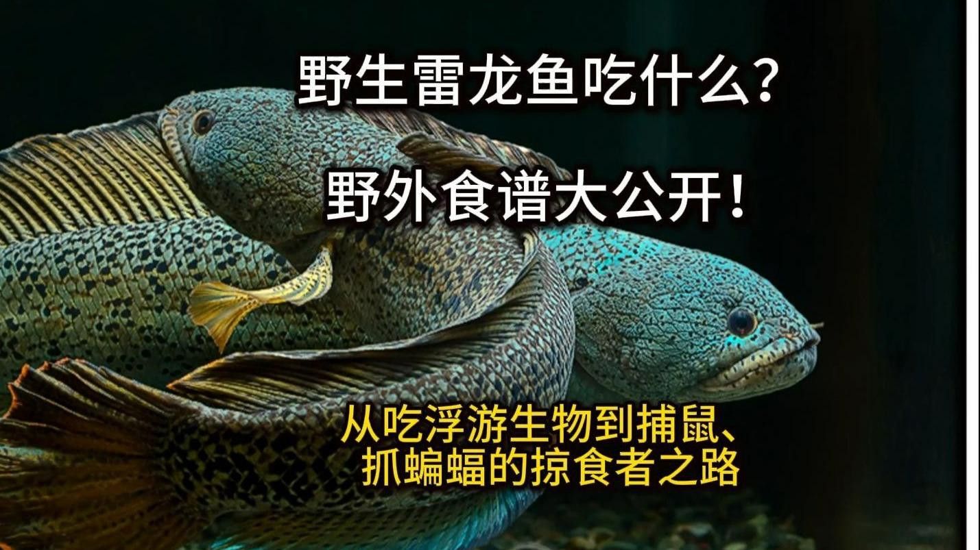 如何給雷龍魚喂食？