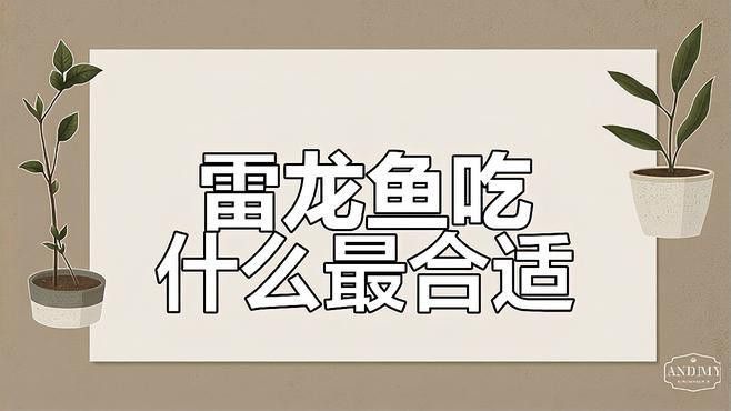 如何給雷龍魚喂食？