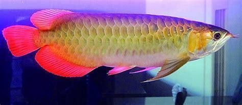 龍魚眼球變白了：龍魚眼球變白怎么辦