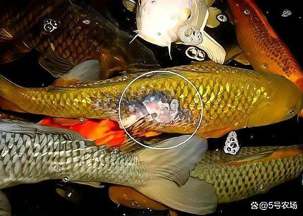 錦鯉被別的魚咬掉了鱗,怎么辦