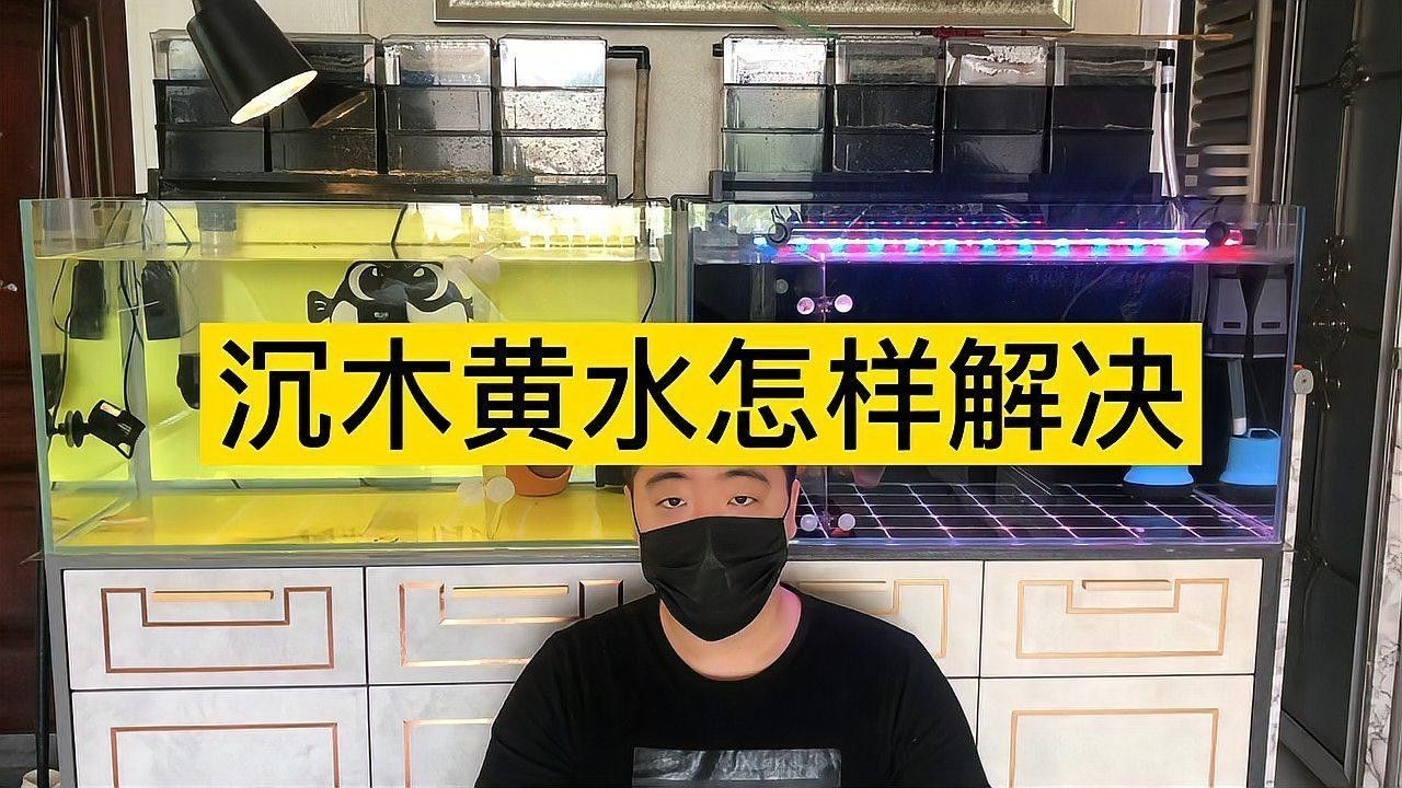 沉木多久會停止黃水？ 沉木多久會停止黃水？ 龍魚百科 第1張