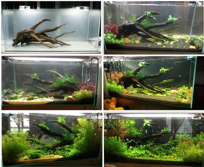 沉木多久會停止黃水？ 沉木多久會停止黃水？ 龍魚百科 第3張