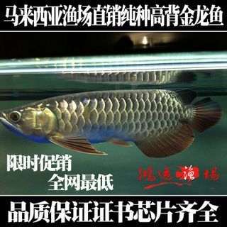 龍魚多少錢一條價格表：龍魚市場價格波動因素