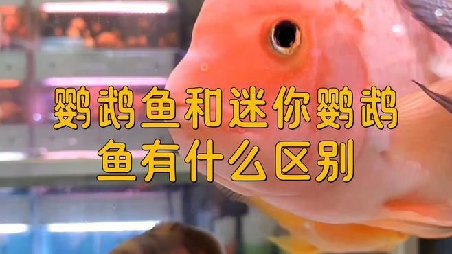 迷你鸚鵡和鸚鵡魚的區別