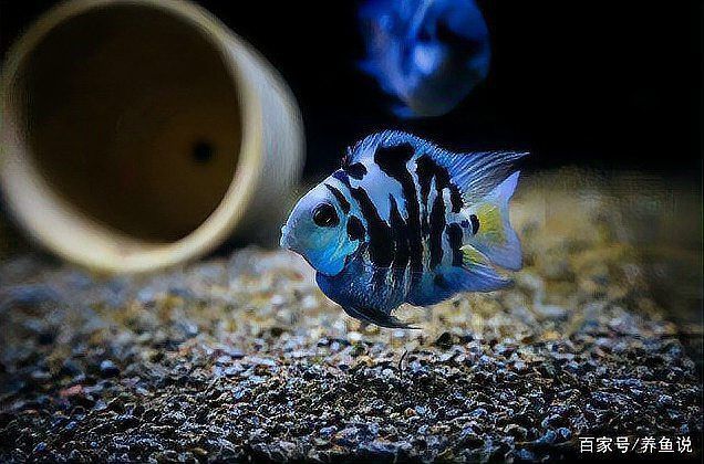 迷你鸚鵡和鸚鵡魚的區別