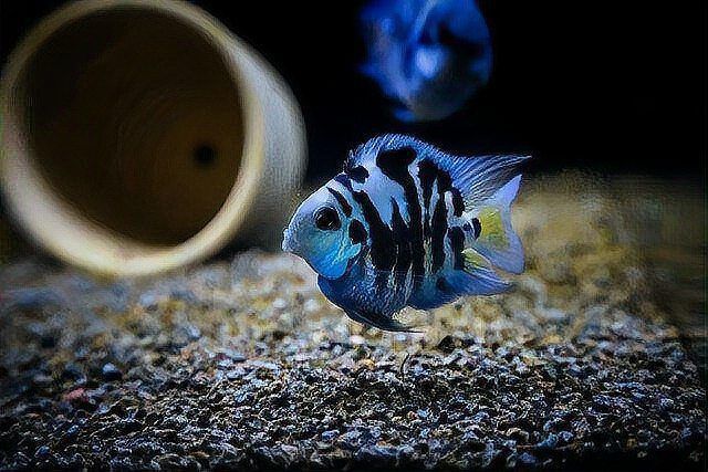 迷你鸚鵡和鸚鵡魚的區別