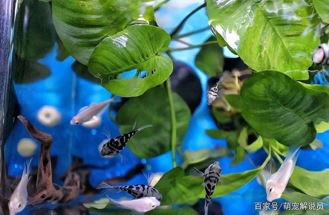 迷你鸚鵡和鸚鵡魚的區別