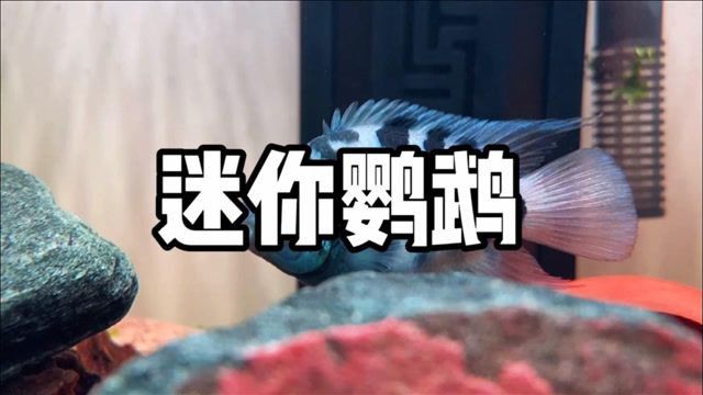 迷你鸚鵡和鸚鵡魚的區別