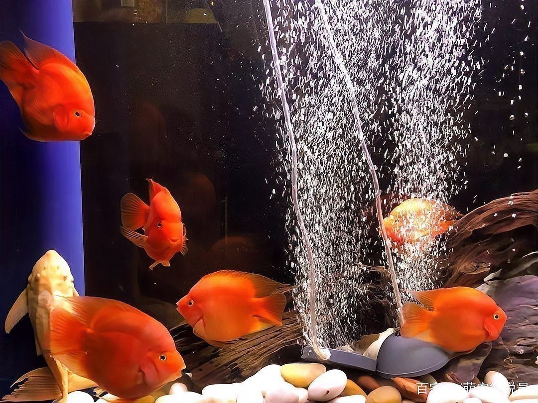 迷你鸚鵡和鸚鵡魚的區別