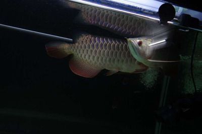 養(yǎng)金龍魚需要開小夜燈嗎？（關(guān)于養(yǎng)金龍魚是否需要開小夜燈不同的資料給出了不同的建議）