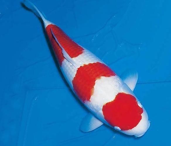 錦鯉紅白幾段最好 錦鯉紅白幾段最好 龍魚百科 第2張