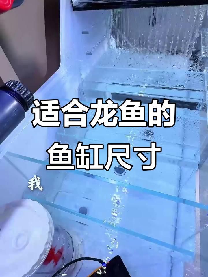 如何挑選適合紅龍魚的魚缸？