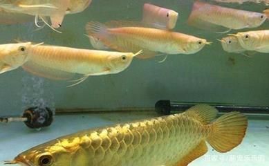 養(yǎng)龍魚(yú)怎么不掉眼睛：養(yǎng)龍魚(yú)不掉眼睛需要注意以下幾個(gè)方面