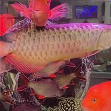 龍魚喂大塊還是小塊好：喂食龍魚大塊還是小塊好，