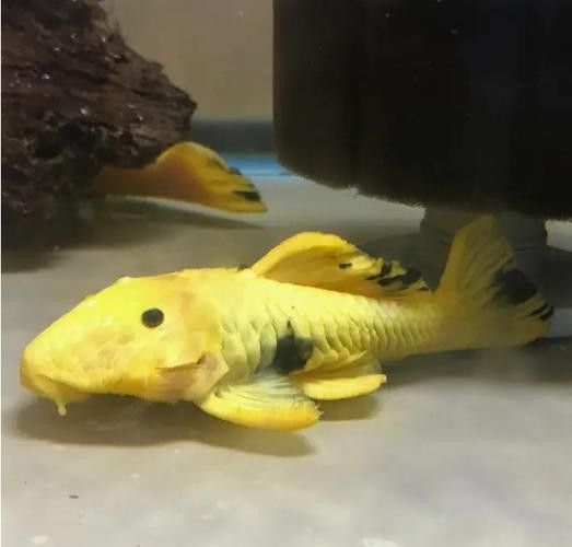 魚缸清潔魚和龍魚能混養嗎圖片