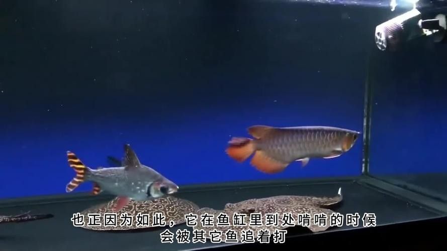 魚缸清潔魚和龍魚能混養嗎圖片