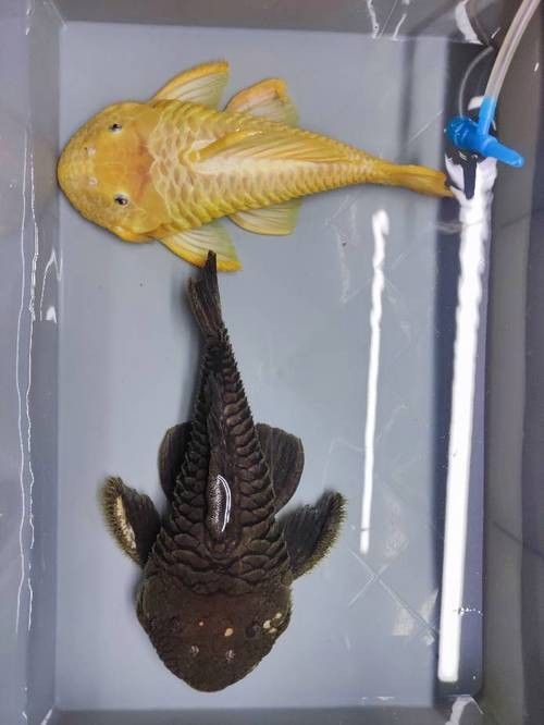 魚缸清潔魚和龍魚能混養嗎圖片