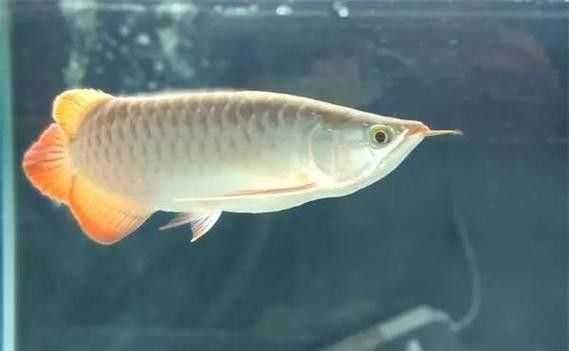 魚缸清潔魚和龍魚能混養嗎圖片