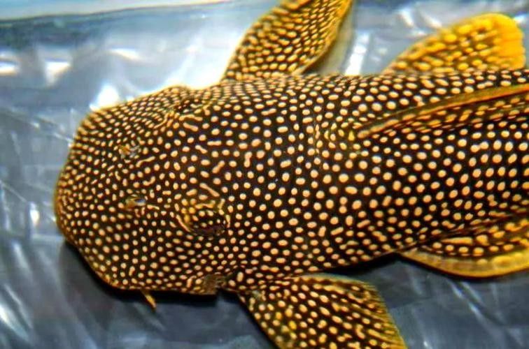 魚缸清潔魚和龍魚能混養嗎圖片