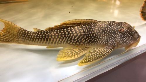 魚缸清潔魚和龍魚能混養嗎圖片