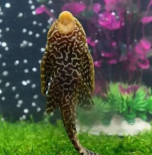 魚缸清潔魚和龍魚能混養嗎圖片