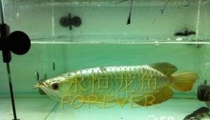 龍魚身上出血：龍魚身上出血可能是由多種原因引起的，治療方法僅供參考