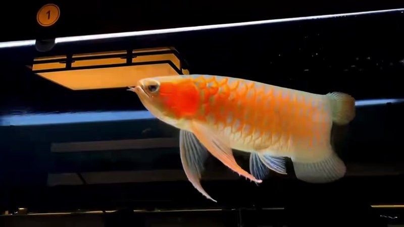 綠皮紅龍魚需要多大的過濾器？
