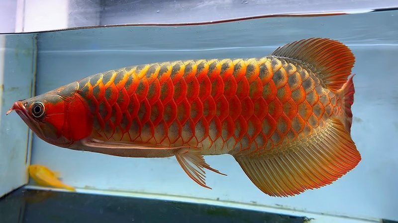 綠皮紅龍魚需要多大的過濾器？