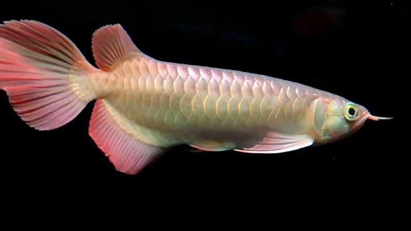 綠皮紅龍魚需要多大的過濾器？