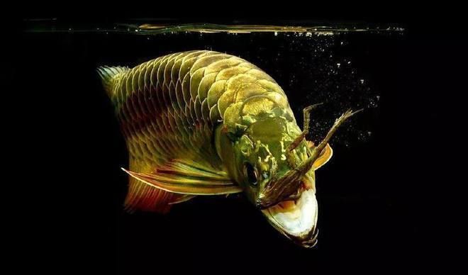 如何讓金龍魚快速起框，金龍魚如何快速起框 如何讓金龍魚快速起框，金龍魚如何快速起框 龍魚百科 第1張