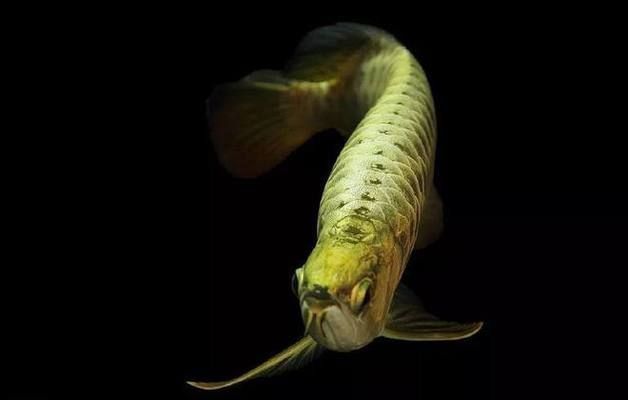 如何讓金龍魚快速起框，金龍魚如何快速起框 如何讓金龍魚快速起框，金龍魚如何快速起框 龍魚百科 第5張